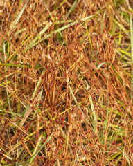 Juncus bufonius