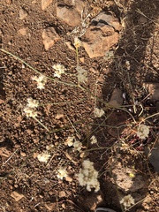 Eriogonum nudum