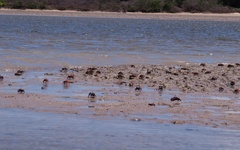 Uca maracoani