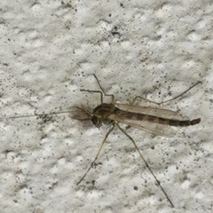 Chironomidae