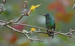 Saucerottia cyanifrons