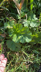 Geum macrophyllum