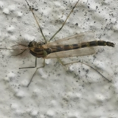 Chironomidae