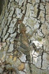 Agamidae