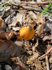 Hygrocybe acutoconica
