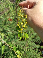 Paliurus spina-christi