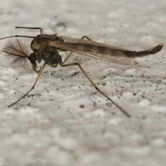Chironomidae