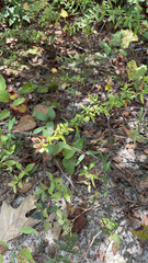 Hypericum hypericoides