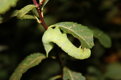Paonias excaecata