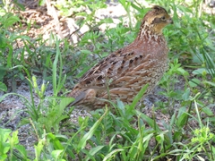 Colinus virginianus