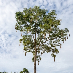 Psarocolius angustifrons