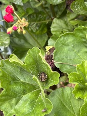 Neoscona orizabensis