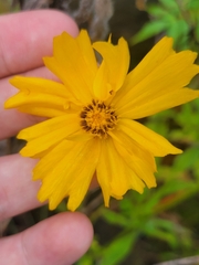 Coreopsis palmata