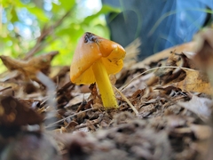 Hygrocybe acutoconica