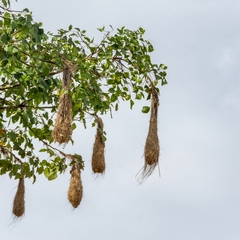 Psarocolius angustifrons