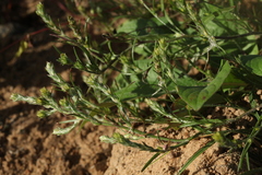 Corispermum hyssopifolium