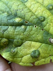 Pachypsylla celtidisvesicula