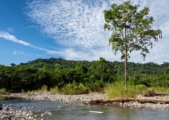 Psarocolius angustifrons