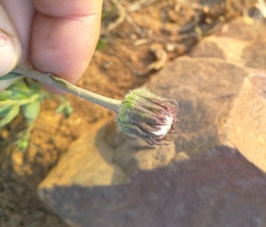 Gerbera viridifolia