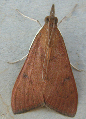 Udea ferrugalis