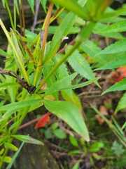Coreopsis palmata