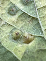 Pachypsylla celtidisvesicula