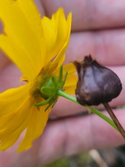 Coreopsis palmata