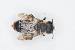 Lithurgus cornutus