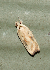 Agonopterix nervosa