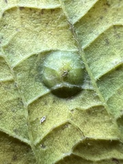 Pachypsylla celtidisvesicula