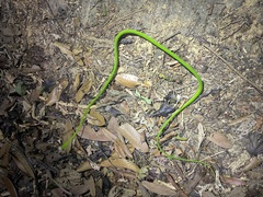 Ahaetulla prasina