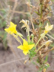 Oenothera clelandii