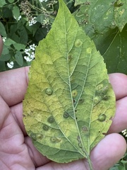 Pachypsylla celtidisvesicula