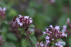 Spilostethus saxatilis