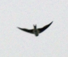 Hirundo rustica