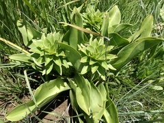 Eucomis