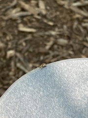 Pseudoedophrys hilleri
