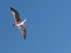 Larus californicus