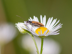 Oedemera femorata
