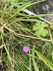 Geranium molle