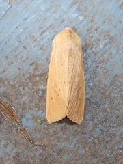 Mythimna oxygala