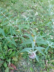 Buddleja davidii