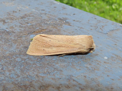 Mythimna oxygala