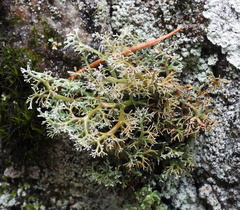 Sphaerophorus globosus