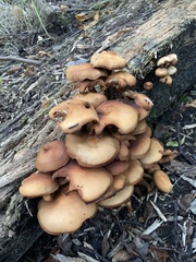 Kuehneromyces mutabilis