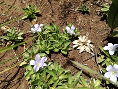Craterocapsa tarsodes