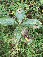Quercus imbricaria