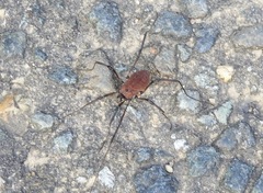 Hadrobunus maculosus