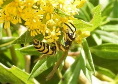 Vespula maculifrons