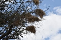 Histurgops ruficauda